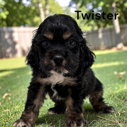 puppy, for, sale, Cocker Spaniel, Joe & Cherri  Overlease, dog, breeder, Miller, MO, dog-breeder, puppy-for-sale, forsale, nearby, find, puppyfind, locator, puppylocator, aca